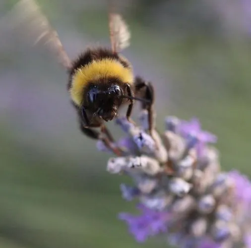 Pioppi Neri R&b Felino